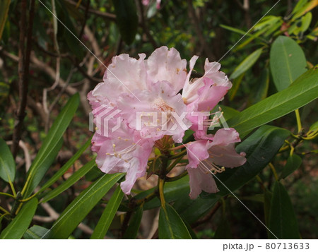 シャクナゲ シャクナゲ 80713633