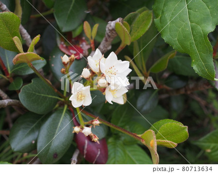 マルバシャリンバイ マルバシャリンバイ 80713634