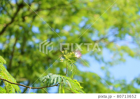 ネムノキの花 ネムノキの花 80713652