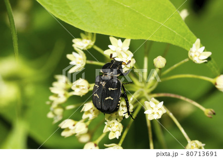イケマの花とオオトラフコガネ♀ 80713691
