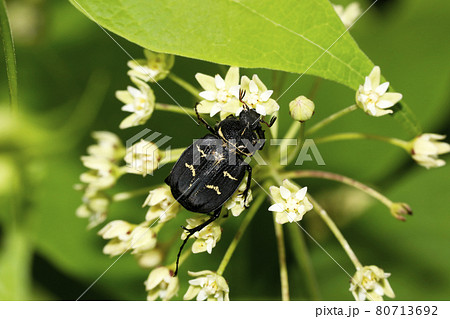 イケマの花とオオトラフコガネ♀ 80713692