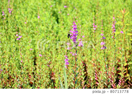 ミソハギの花 80713778