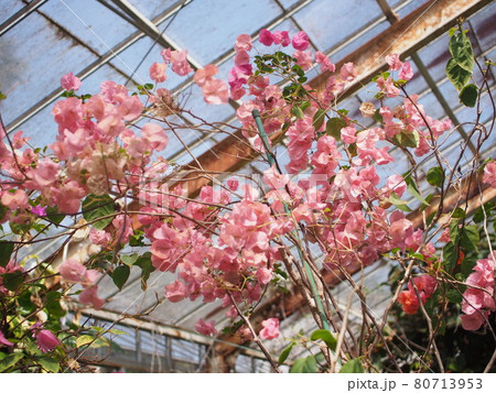 ブーゲンビリア 80713953