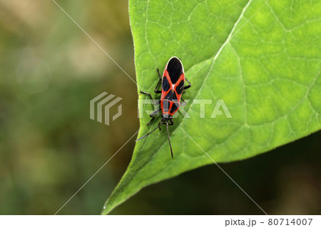 ジュウジナガカメムシ 80714007