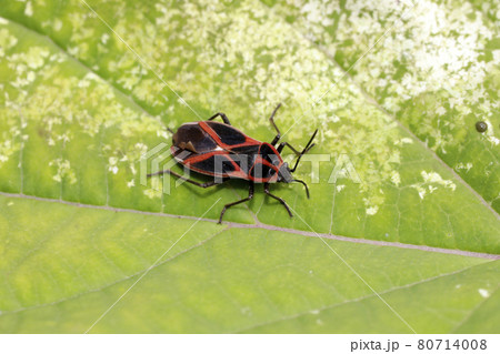 ジュウジナガカメムシ 80714008