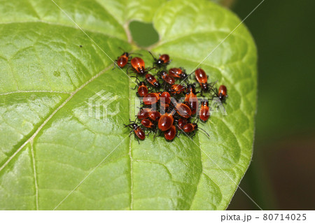ジュウジナガカメムシの幼虫 80714025
