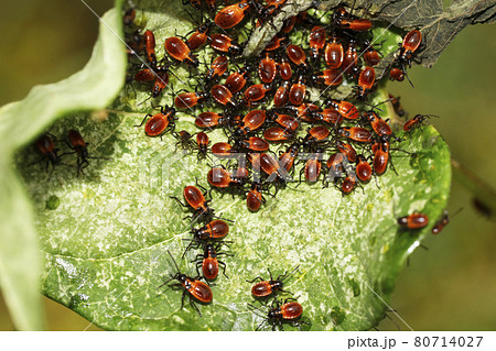 ジュウジナガカメムシの幼虫 80714027