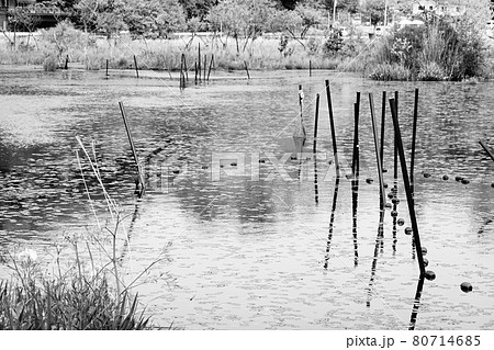 京都 深泥池 水面の風景 モノクロームの写真素材 [80714685] - PIXTA