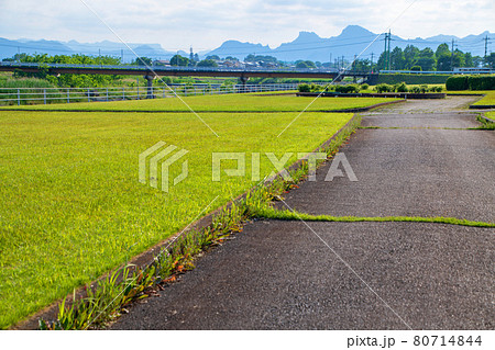 碓氷川河川敷 妙義山方向 西毛総合運動公園付近 初夏の風景 碓氷川河川敷 妙義山方向 西毛総合運動公園付近 初夏の風景 80714844