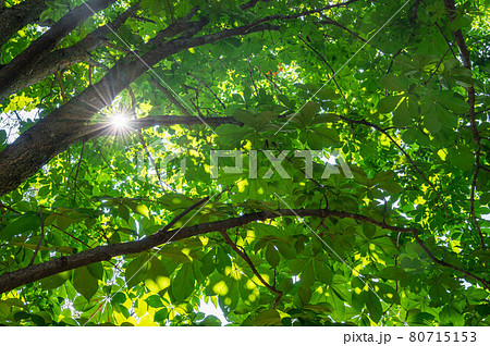 トチノキ トチノキ 80715153