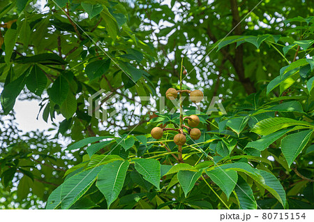 トチの実 80715154