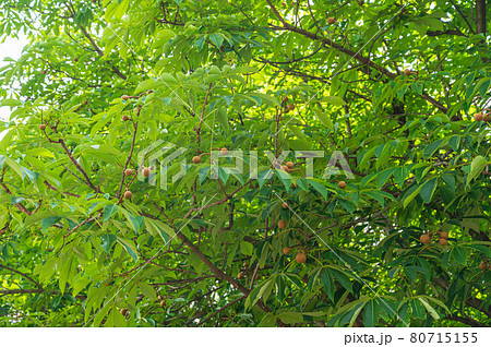 トチの実 トチの実 80715155