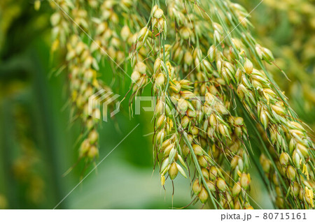 きびの穂 80715161