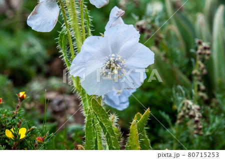 中国青海省東部 安拉峠に咲く白いケシ メコノプシス・ラケモサのアルビノ 中国青海省東部 安拉峠に咲く白いケシ メコノプシス・ラケモサのアルビノ 80715253