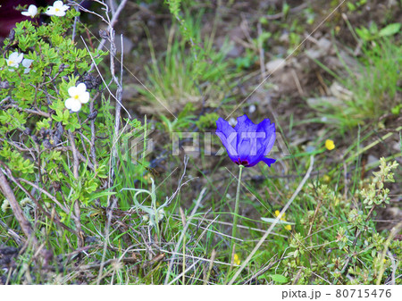 中国四川省北部黒水県 羊拱山に咲く青いケシ メコノプシス・ヒスピダ 中国四川省北部黒水県 羊拱山に咲く青いケシ メコノプシス・ヒスピダ 80715476
