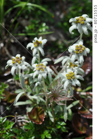 月山に咲くミヤマウスユキソウ 80715555