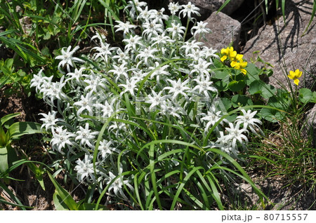 月山に咲くミヤマウスユキソウ 月山に咲くミヤマウスユキソウ 80715557