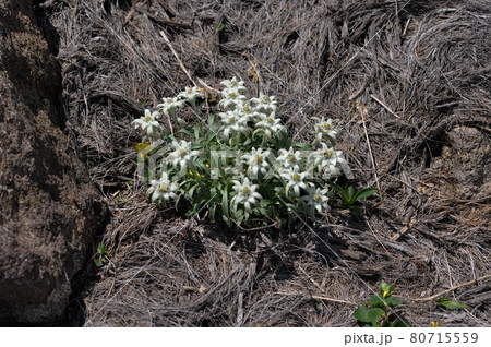 月山に咲くミヤマウスユキソウ 80715559