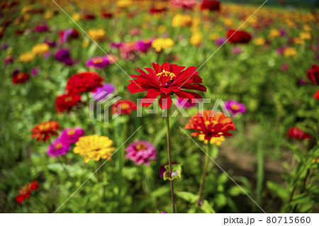 山中湖花の都公園に咲くダリア 山中湖花の都公園に咲くダリア 80715660