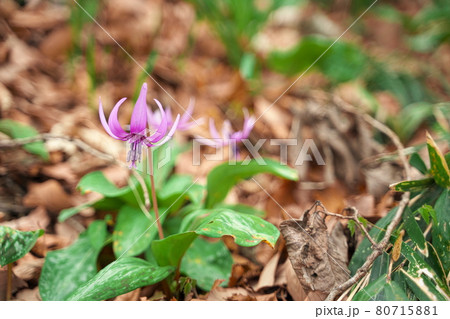 春に咲く美しい紫色の美しい花 春に咲く美しい紫色の美しい花 80715881