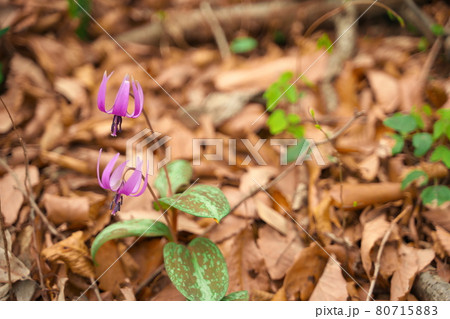 春に咲く美しい紫色のカタクリの花 80715883