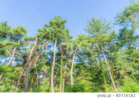 気比の松原 80716182