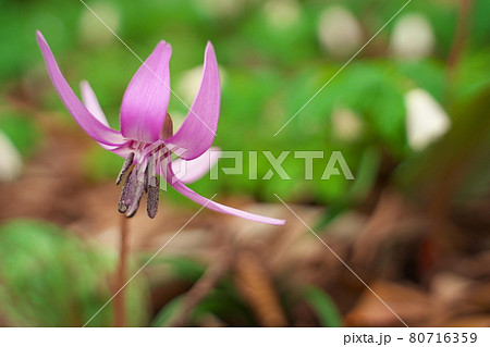 春に咲く美しい紫色のカタクリの花 80716359