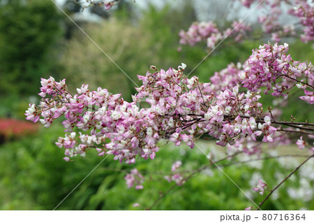 萩の花 萩の花 80716364