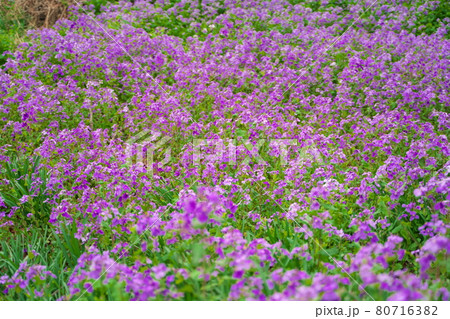 春に咲く美しい紫色のカタクリの花 春に咲く美しい紫色のカタクリの花 80716382