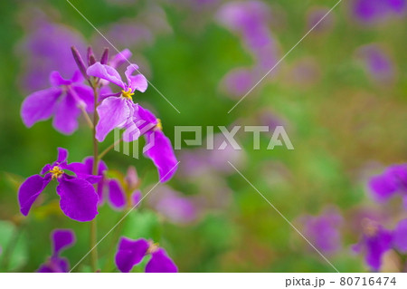 春に咲く美しい紫色のカタクリの花 80716474