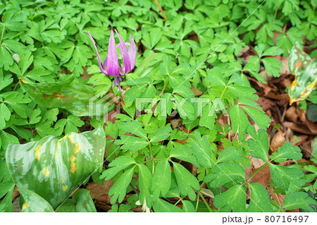 春に咲く美しい紫色のカタクリの花 80716497