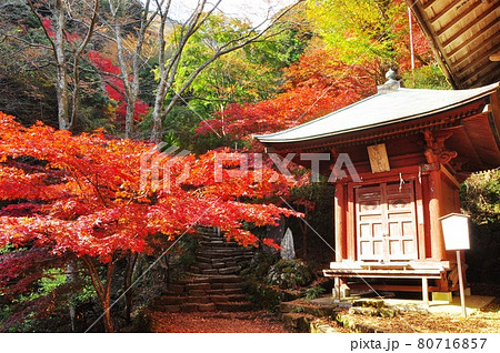 伊勢原市　大山登山道女坂の倶利伽羅堂と色鮮やかな紅葉 80716857