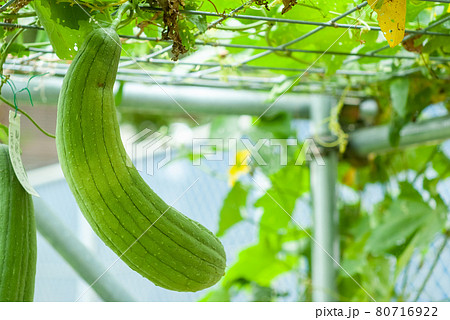 家庭菜園になっている沖縄の夏野菜の曲がったヘチマの写真素材