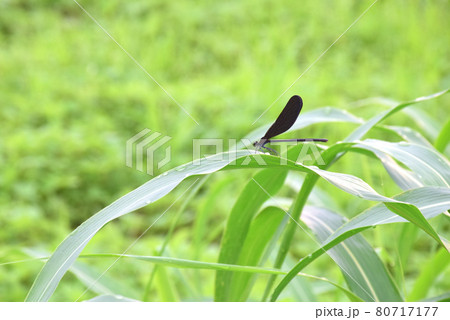 葉上で休む羽黒イトトンボ（緑背景）　イトトンボの居る風景（緑背景）　 80717177