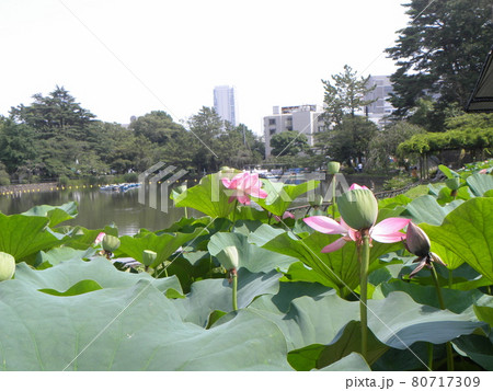 今年の千葉公園のオオガハスの花見納め 今年の千葉公園のオオガハスの花見納め 80717309