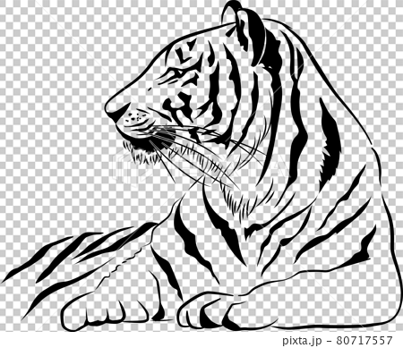 虎のモノクロ線画イラスト 寅 干支のイラスト素材