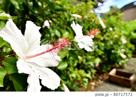 ハワイの休日 80717572