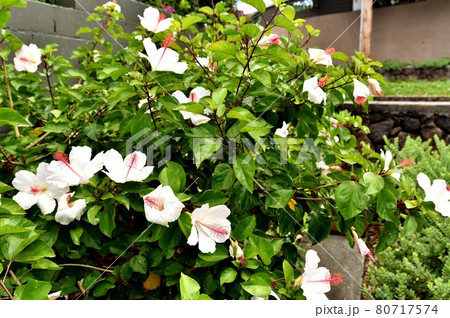 ハワイの休日 ハワイの休日 80717574