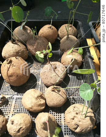 Stephania Erecta in the Basket 80717646