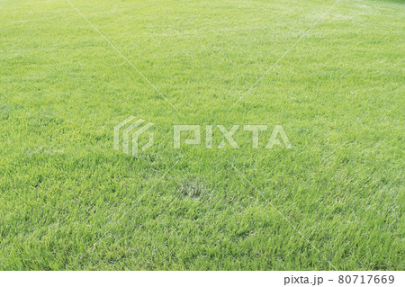 背景_バック_テクスチャ_744_芝 80717669