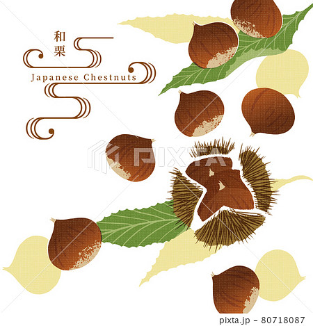 栗のイラスト-1 /手ぬぐい風/和柄 栗のイラスト-1 /手ぬぐい風/和柄 80718087