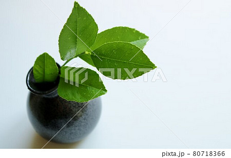 癒しの緑　ライムの葉　 80718366