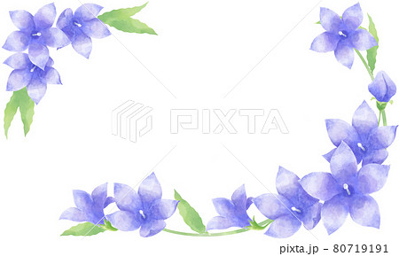 水彩画風 桔梗の花のデコレーション素材イラスト 横位置 のイラスト素材