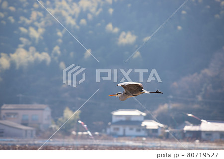 広島県呉線周辺、飛ぶサギ。 80719527