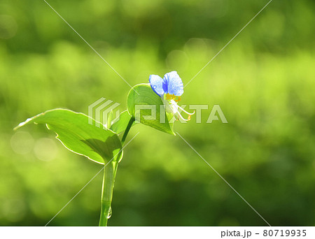 光り輝くむらさき露草(緑背景)  太陽を浴びる露草(緑背景) 光り輝くむらさき露草(緑背景)  太陽を浴びる露草(緑背景) 80719935