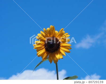 ヒマワリ 80720139