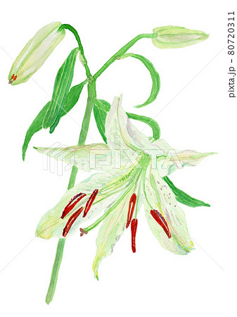 Lilium ‘Casa Blanca’ ユリ "カサブランカ" 80720311