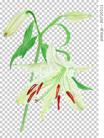 Lilium ‘Casa Blanca’ ユリ "カサブランカ" 80720311