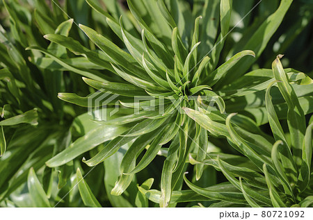 Lily lanceolate, or brindle (Lilium lancifolium). 80721092