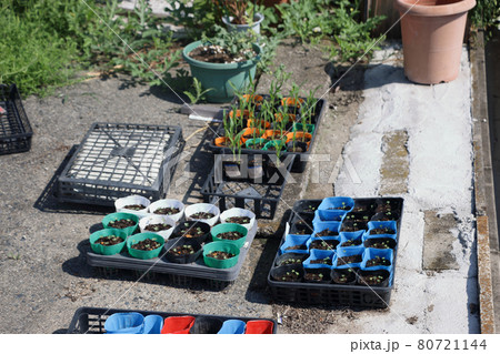 家庭菜園の育苗風景 家庭菜園の育苗風景 80721144